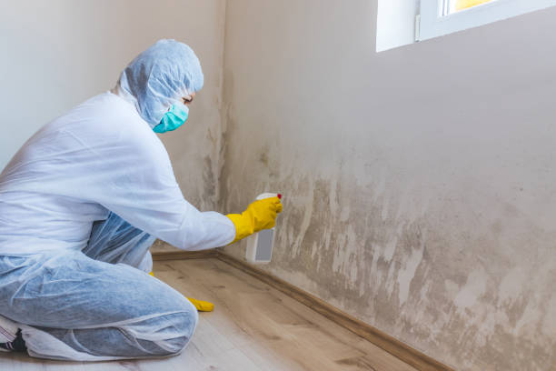 Licensed Commercial Mold Remediation service in North Reading, MA - WQB Mold Removal